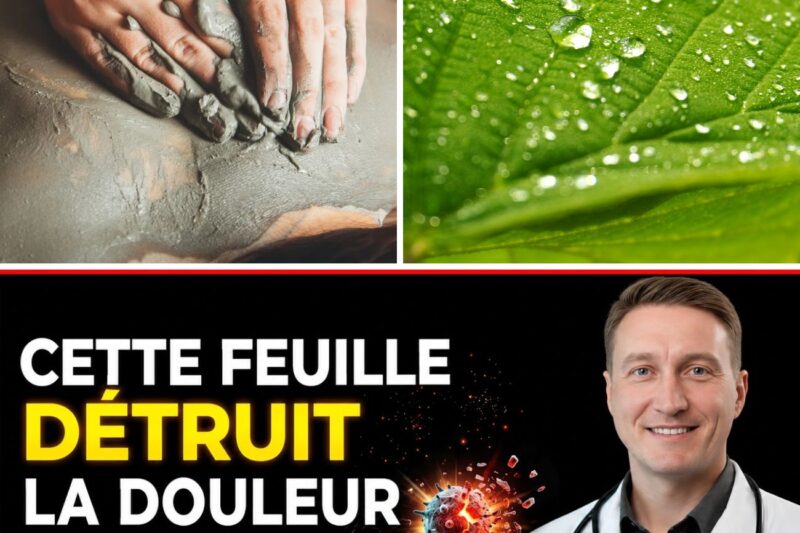 “5 feuilles oubliées dans votre cuisine pourraient influencer votre santé plus que vous ne le pensez — les chercheurs tirent la sonnette d’alarme”